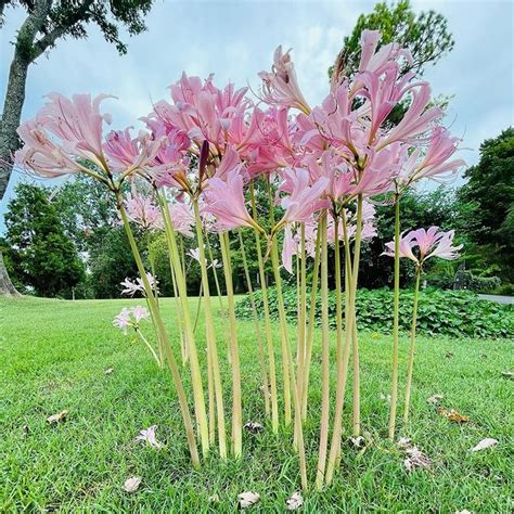 bare naked lady flower|13 Types of Naked Ladies and How to Care for Them